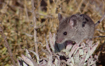 Mice-o-scapes--understanding small mammal ecology over the past 100 years--is another new project.